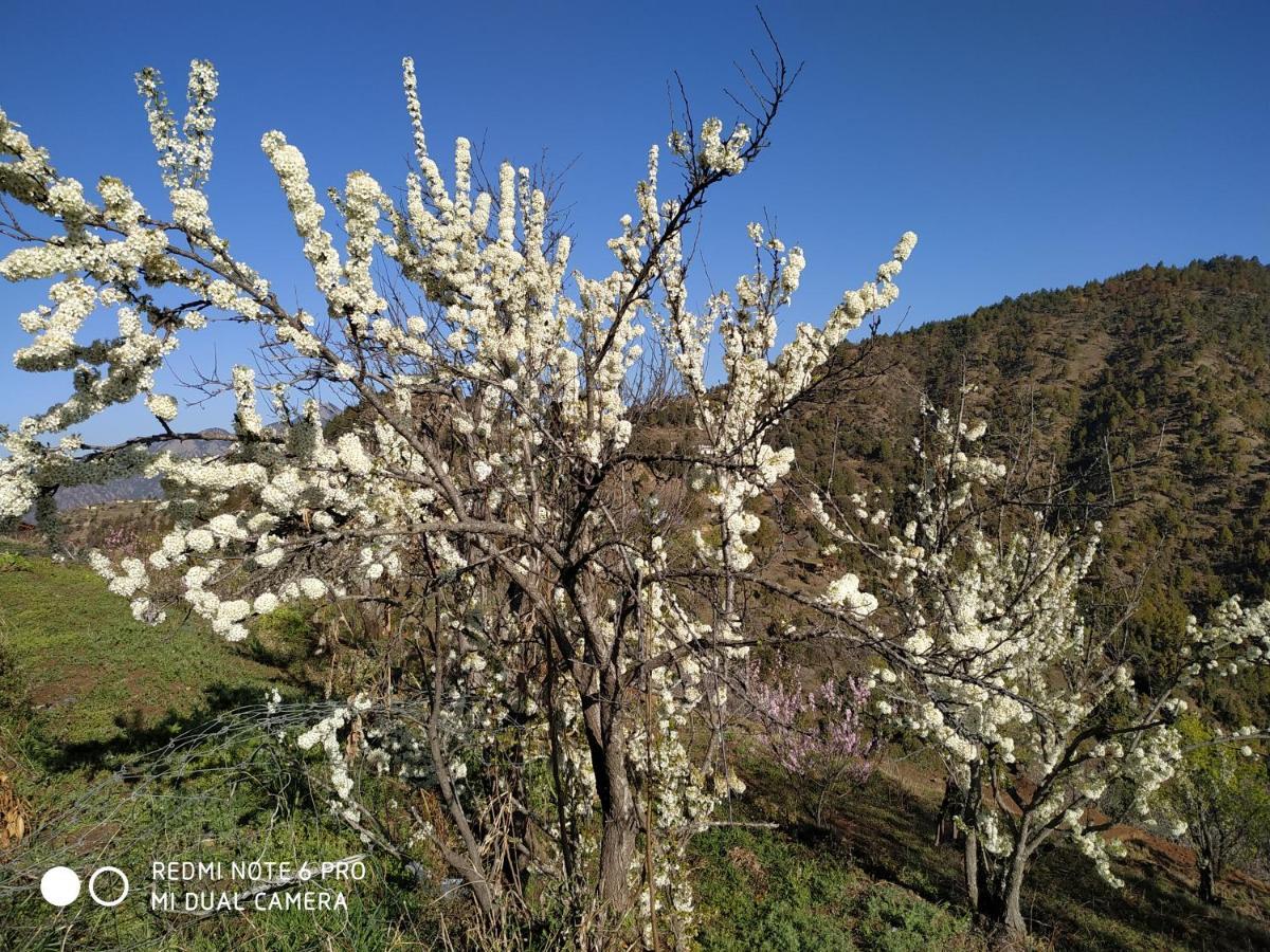 In Apple Estate Kanatal - Himalayan View Resort With Courteous Staff Exteriör bild