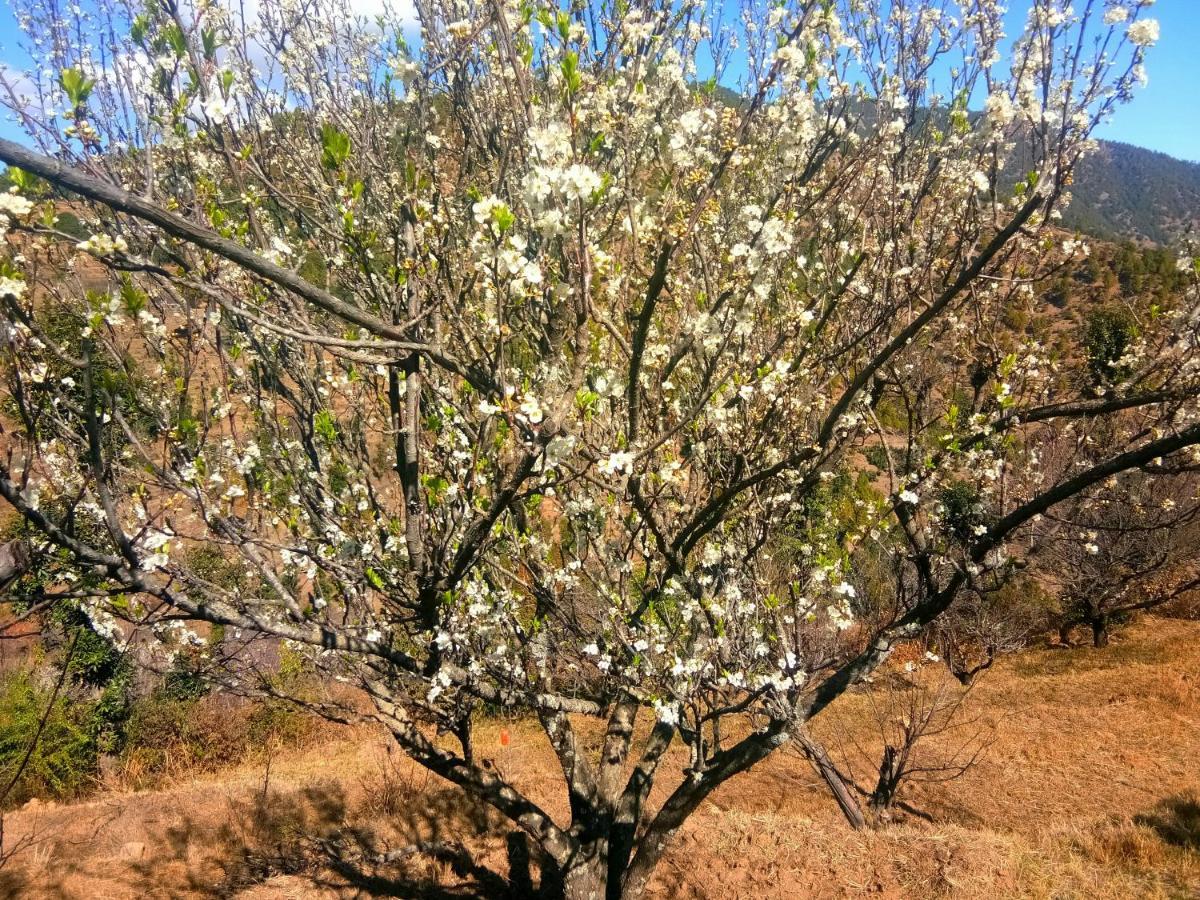 In Apple Estate Kanatal - Himalayan View Resort With Courteous Staff Exteriör bild