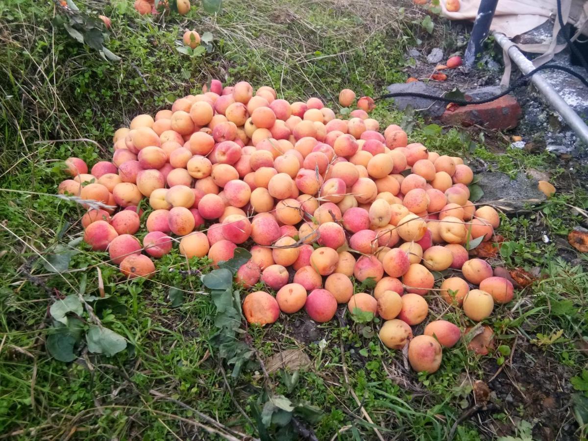 In Apple Estate Kanatal - Himalayan View Resort With Courteous Staff Exteriör bild